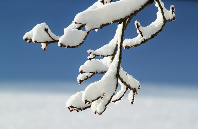 Tree branch with snow on it