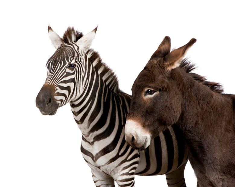 zebra vs horse