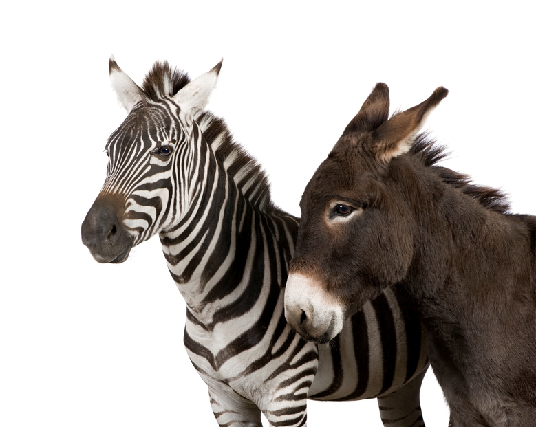 donkey and zebra